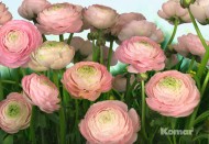 8-894 фотообои KOMAR 368х254 см