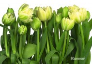 8-900 фотообои KOMAR 368х254 см